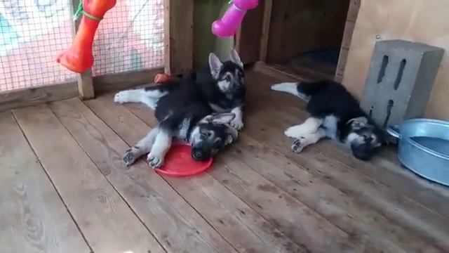 Щенки помета, О, (Жанна - Марс) ? смотреть онлайн