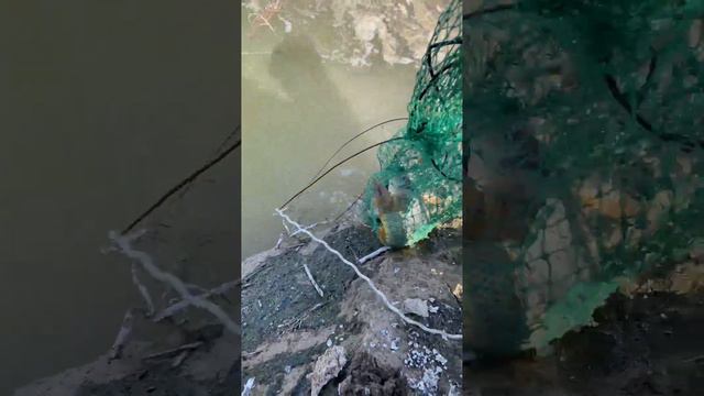 5- КИЛОЛИЙ САЗАН ДЮКЕР ЯМА смотреть онлайн