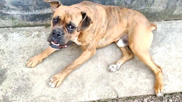 Породистые собаки✅ Боксер собака отдыхает❗❗❗ Purebred dogs✅ Boxer dog resting❗❗❗ смотреть онлайн