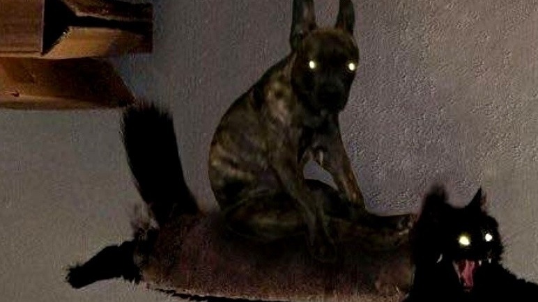 Лютые приколы. КОТЭ летит спасать МИР смотреть онлайн