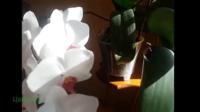 Цветение орхидей в домашних условиях видео смотреть онлайн