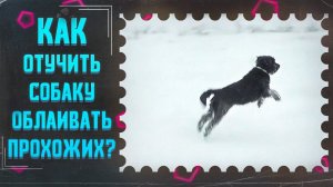 Как отучить облаивать прохожих(один из способов)