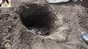 Как правильно посадить Грушу весной саженцами с открытой корневой системой пошагово