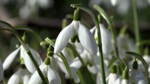 Поликсена Соловьёва | Подснежник