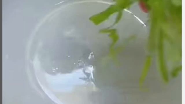 Капустные оладьи смотреть онлайн