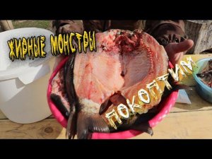 Огромные караси Засолка к копчению