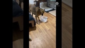 Обучение собаки поиску по запаху