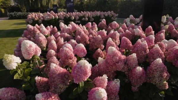 Hydrangea paniculata Living Colourful Cocktail