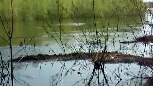 Видео с моего телефона:Рыбалка во время разлива ерика Верблюд в Волгоградской обл. смотреть онлайн