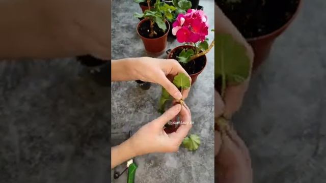 Размножение герани. Укоренение герани. Как укоренить черенки. смотреть онлайн