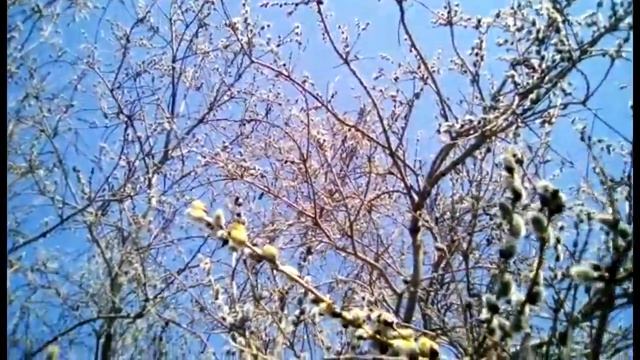 Один из первых медоносов "Верба" смотреть онлайн