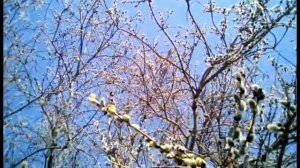 Один из первых медоносов "Верба"