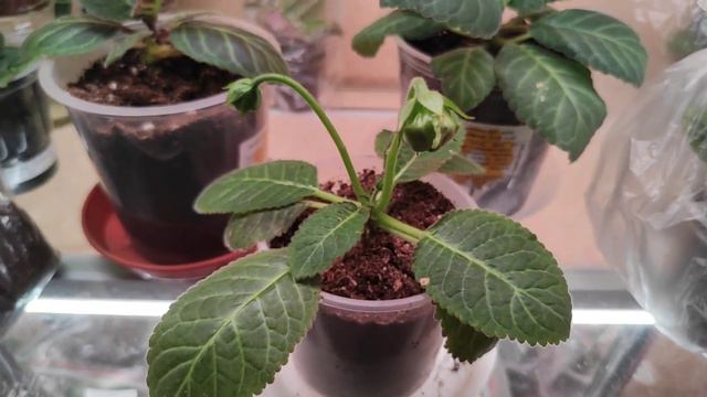 27.05.21.Глоксинии. смотреть онлайн