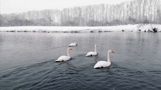 Тысячи птиц остались зимовать на Алтае! Лебединое озеро (Светлое). The Swan Lake. 4K смотреть онлайн