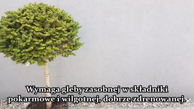 Jodła koreańska Cis - Abies koreana 'Cis'- BONSAI- jodła formowana o kulistym pokroju. смотреть онлайн