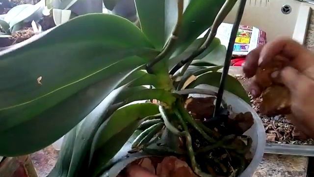 Посадка большой орхидеи побег с горшка смотреть онлайн