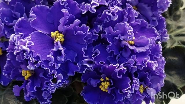 24.03.- 04.04.23./Весенняя коллекция фиалок(МК) в Доме фиалок#фиалки#выставка#домфиалокнапятницкой# смотреть онлайн