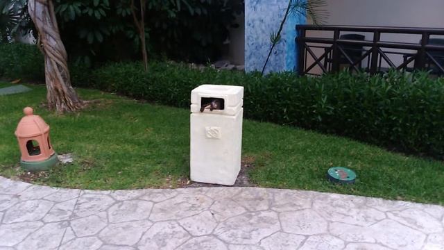 Енот ест из мусорки - Racoon Eating