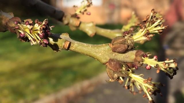 Narrow Leaved Ash (Fraxinus angustifolia) - branches & flowers - February 2018 смотреть онлайн