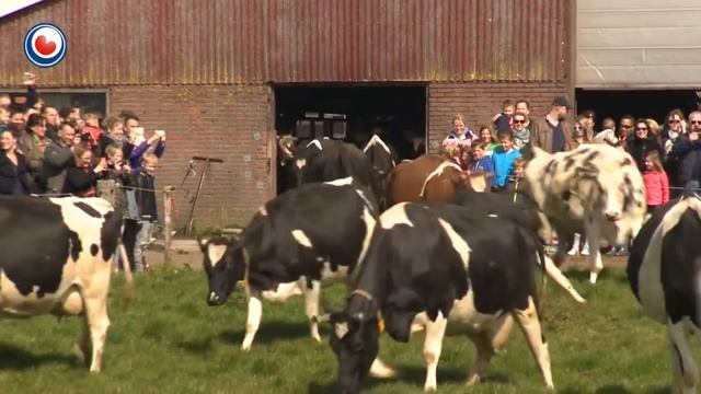 Cows coming out in the summer. Happy cows! смотреть онлайн