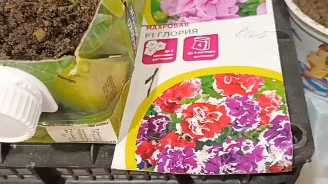 #😡😡😡Психанула,эти семена никогда не куплю,обзор семян собранных мною смотреть онлайн