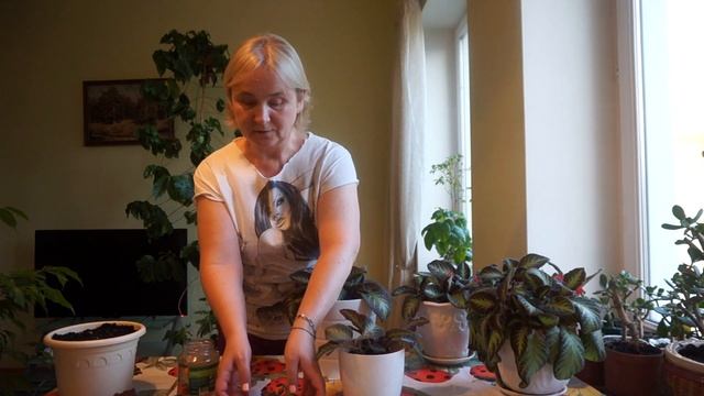 Способы размножения эписции. Размножение эписции листьями смотреть онлайн