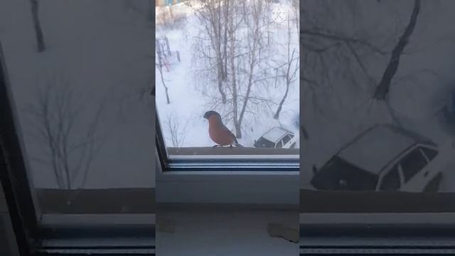 Снегери на подоконеке смотреть онлайн