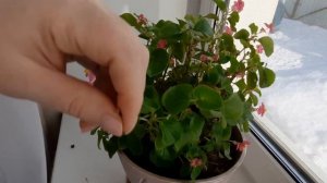 Бегония размножение / Черенкование бегонии / Черенкую  бегонию вечноцветущую для сада