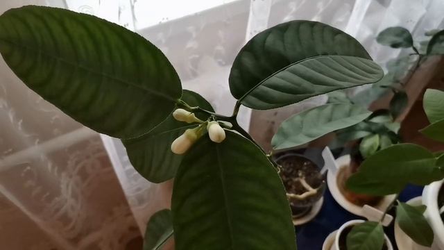 ЛИМОН ЦВЕТЕТ И НЕ ПЛОДОНОСИТ / ЦИТРУСЫ В ДОМЕ. смотреть онлайн