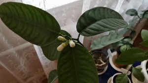 ЛИМОН ЦВЕТЕТ И НЕ ПЛОДОНОСИТ / ЦИТРУСЫ В ДОМЕ.