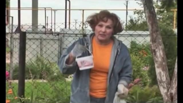 Побелка деревьев в саду осенью