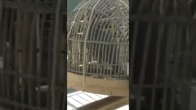 Фуруши чуча. Гибрид🤙🤙✍️✍️✍️✍️🙏 смотреть онлайн