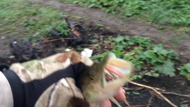 МІЙ ПЕРШИЙ ОКУНЬ НА ВОБЛЕР JACKALL SQUAD MINNOW 65sp|ЛОВЛЯ ЩУКИ І ОКУНЯ НА МІКРОДЖИГ смотреть онлайн