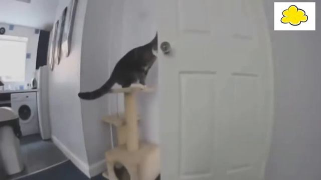 Dogs make haos. Cats get wild! #funny #jokes смотреть онлайн