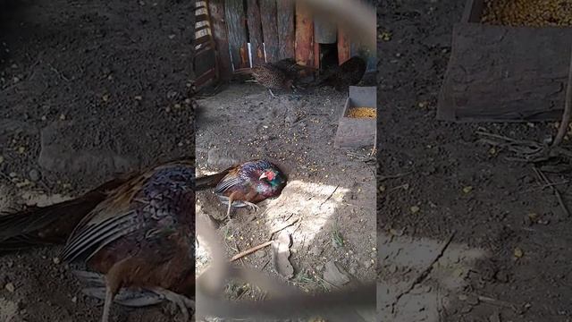 Жизнь моих домашних животных. Фазан Фози принимает ванну. смотреть онлайн