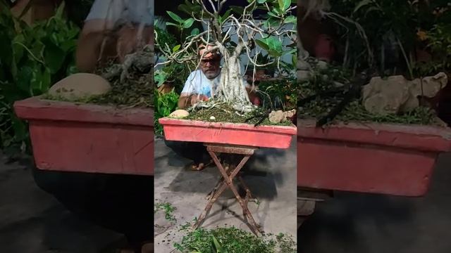 Banyan Tree Bonsai Ficus Benghalensis