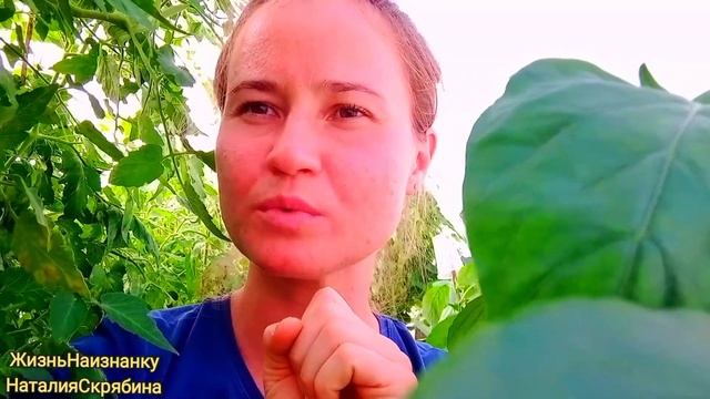 УБОРКА УРОЖАЯ. ЗАГОТОВКИ. НОВАЯ ЖИВНОСТЬ. смотреть онлайн