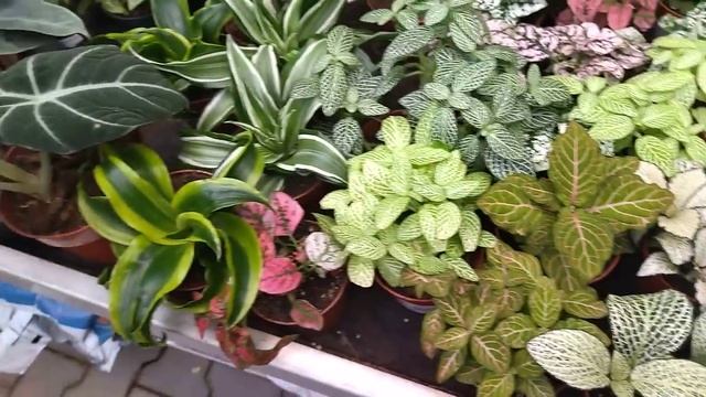 Комнатные растения. Цветочная прогулка в новогодние праздники по садовому центру . Часть 1. смотреть онлайн