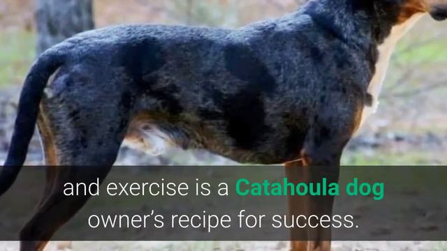 Catahoula Mix Dog: What Hybrids Are There for This Unique Breed? смотреть онлайн