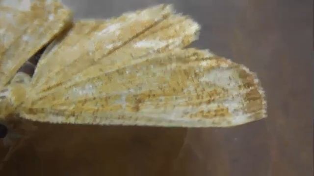 Angerona prunaria (сливовая пяденица) смотреть онлайн