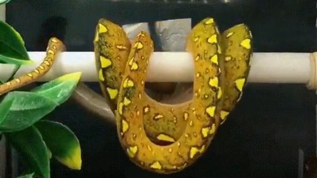cute baby Python preparing to get some sleep. cuddling self. смотреть онлайн