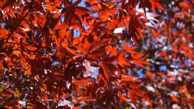 Autumn Leaves - Andy Williams: 설악산국립공원