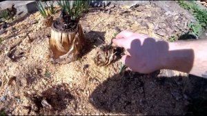 Как зимует банановая пальма в Краснодаре?