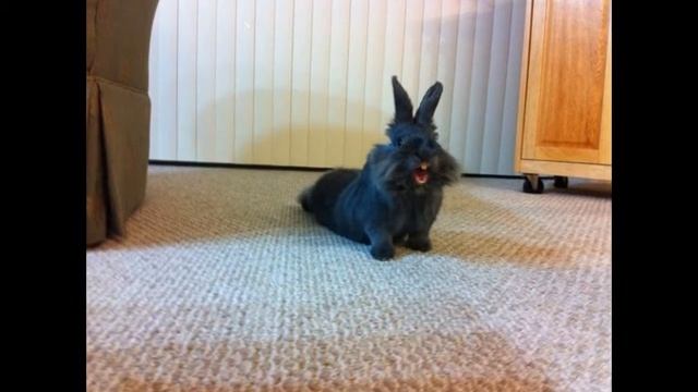 Самые весёлые и улыбчивые животные II смотреть онлайн