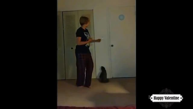 Приколы с котами и смешная ОЗВУЧКА животных – Ржака до слез смотреть онлайн