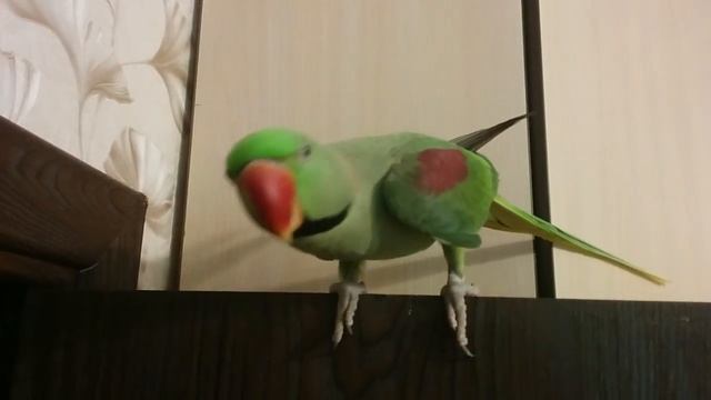 Продвинутый попугай OK Google смотреть онлайн