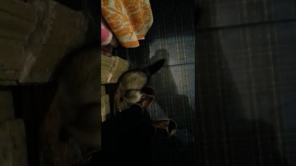 И мой хорек со мною.