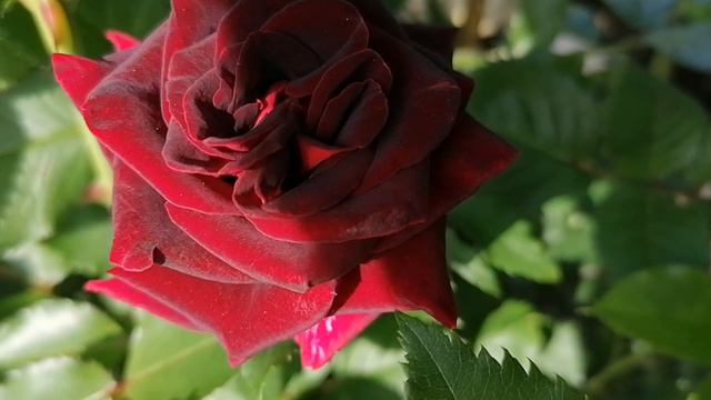 Роза 'Блэк Баккара' (Black Baccara) чайно-гибридная в нашем саду 2024. смотреть онлайн