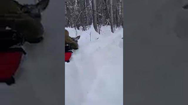 Зимняя тайга, Хабаровский край 2021г. смотреть онлайн
