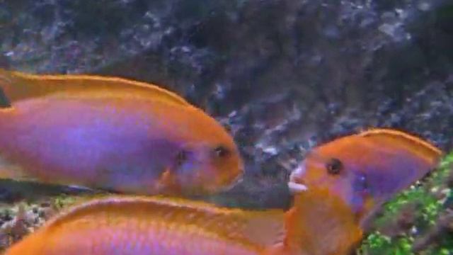 iodotropheus sprengerae fighting смотреть онлайн